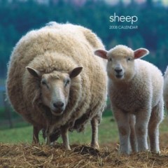 Sheep 2008 Calendar おもて